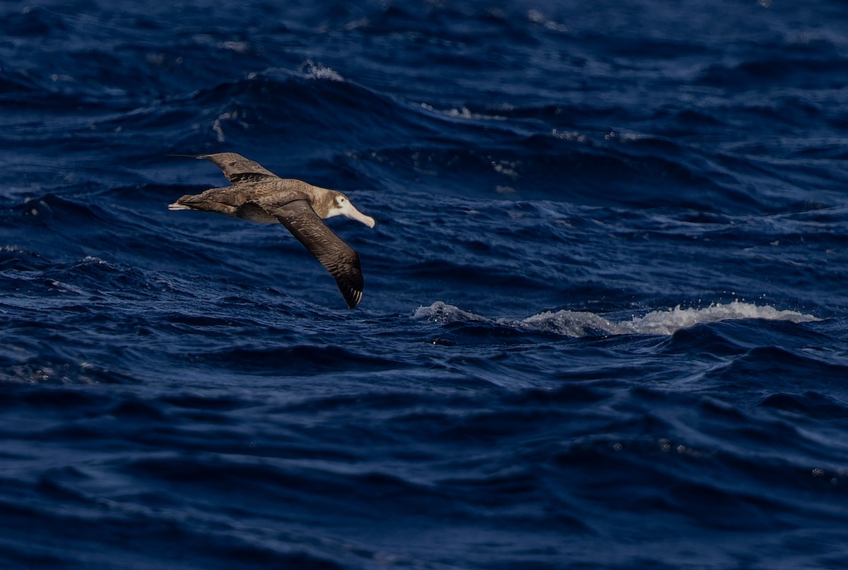 Albatros de las Antípodas (antipodensis) - ML620975803