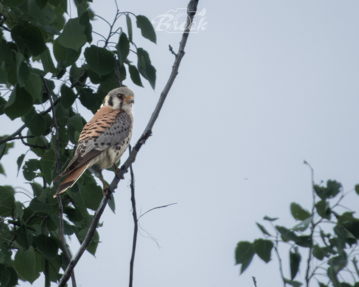 American Kestrel - ML620975804