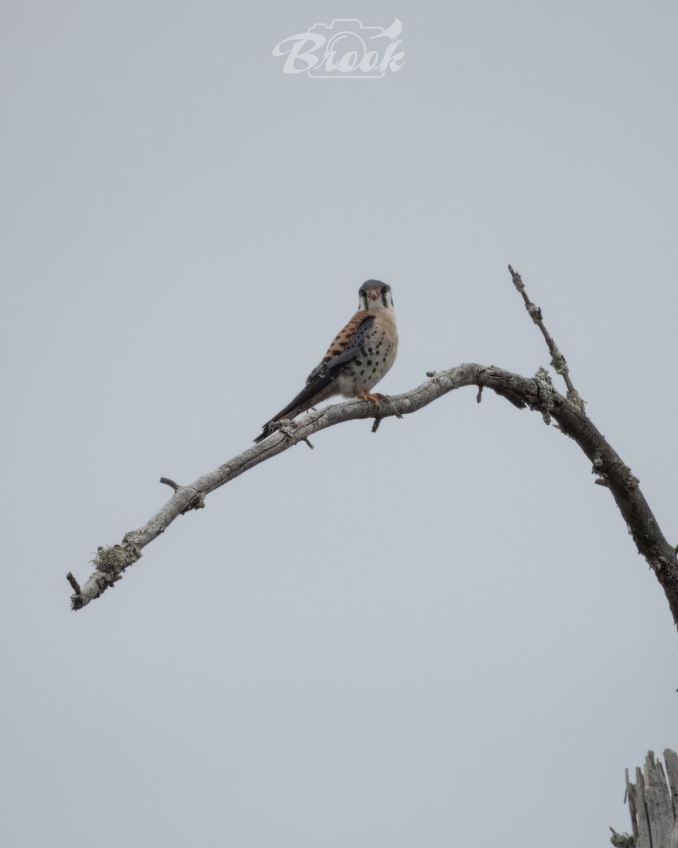 American Kestrel - ML620975807