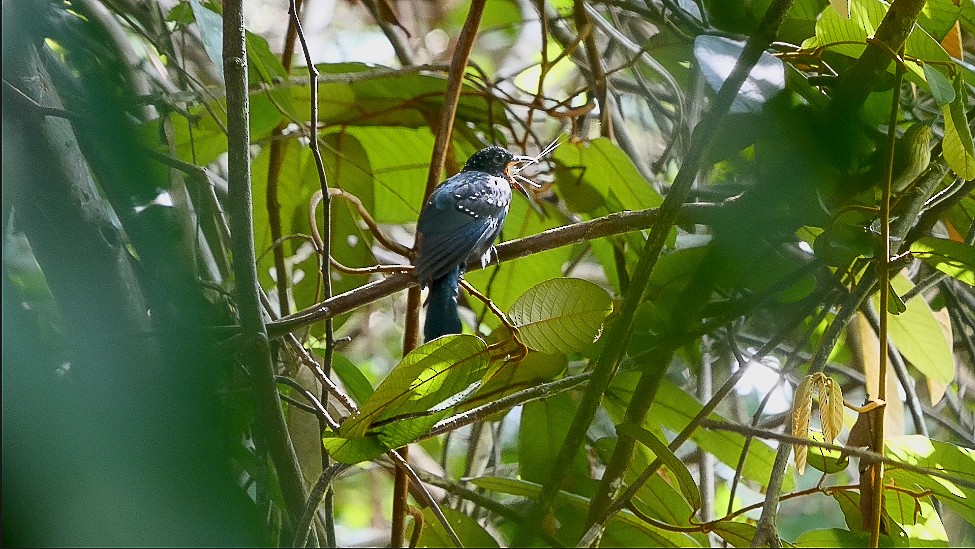 Square-tailed Drongo-Cuckoo - ML620975813