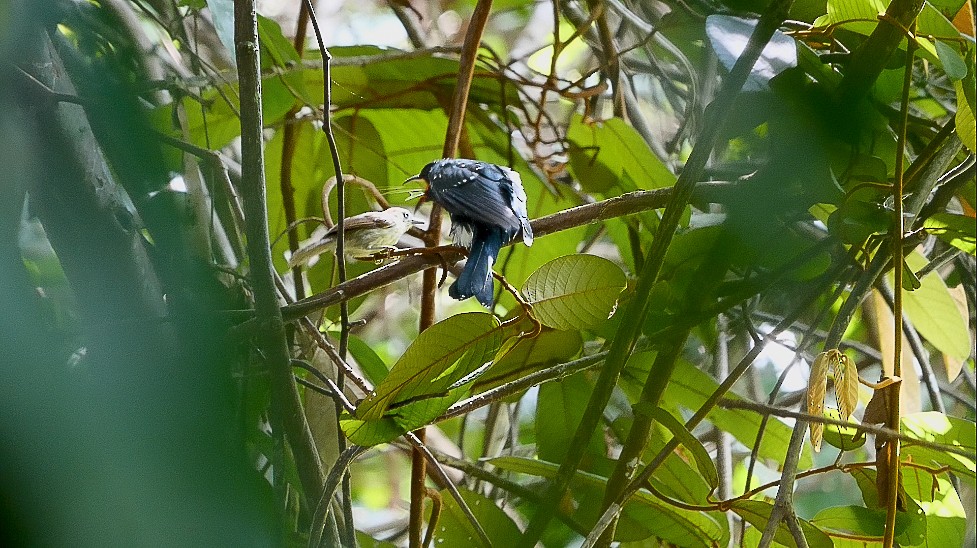 Square-tailed Drongo-Cuckoo - ML620975815