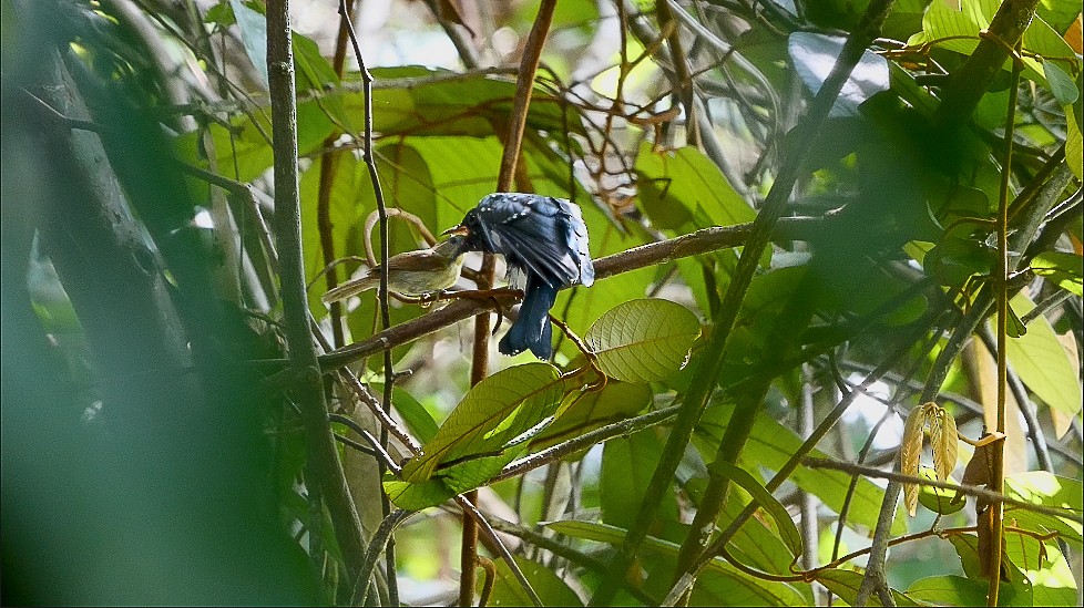 Square-tailed Drongo-Cuckoo - ML620975817