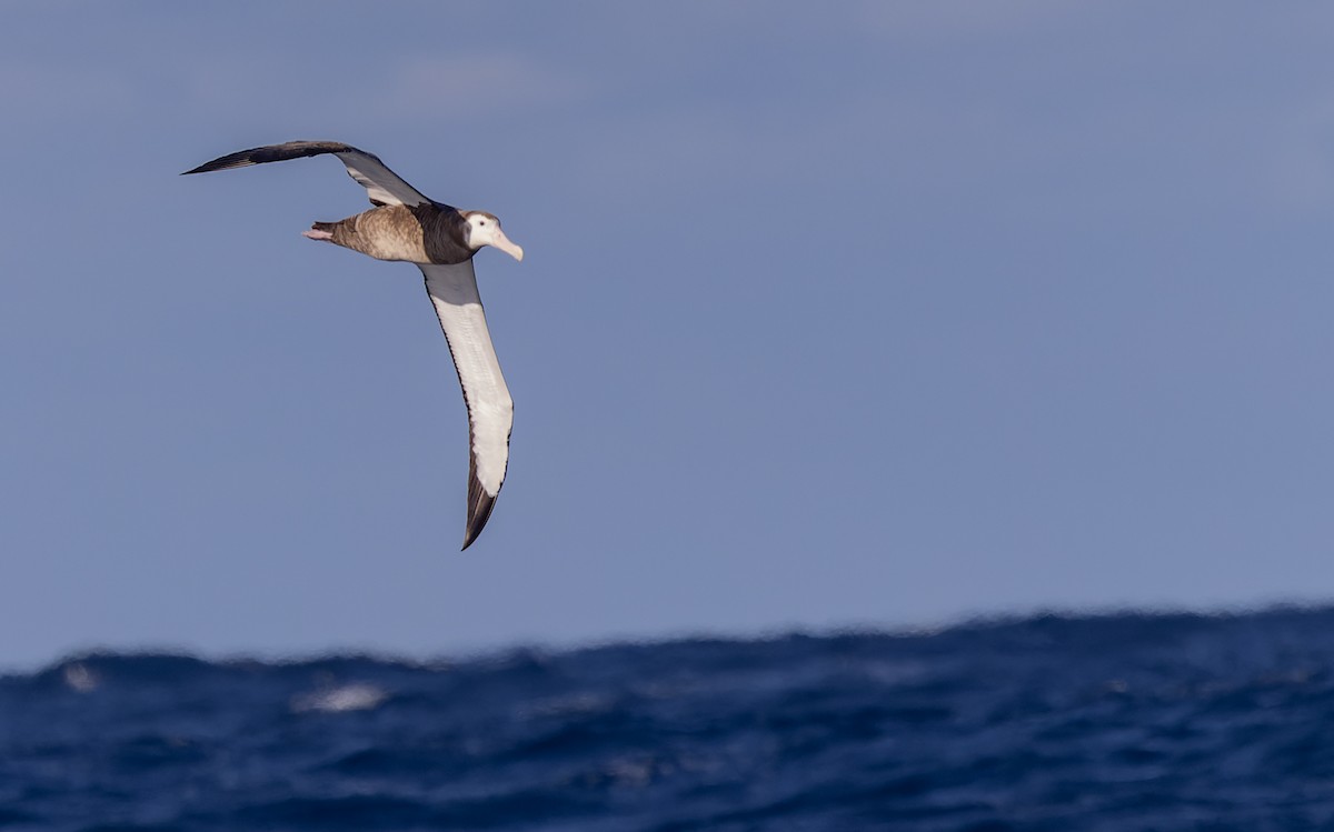 Albatros des Antipodes (gibsoni) - ML620975825