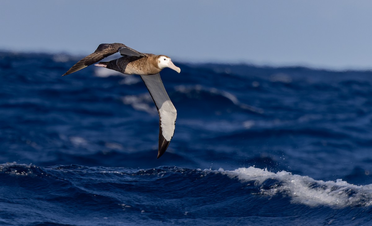 Antipodean Albatross (Gibson's) - Geoff Dennis