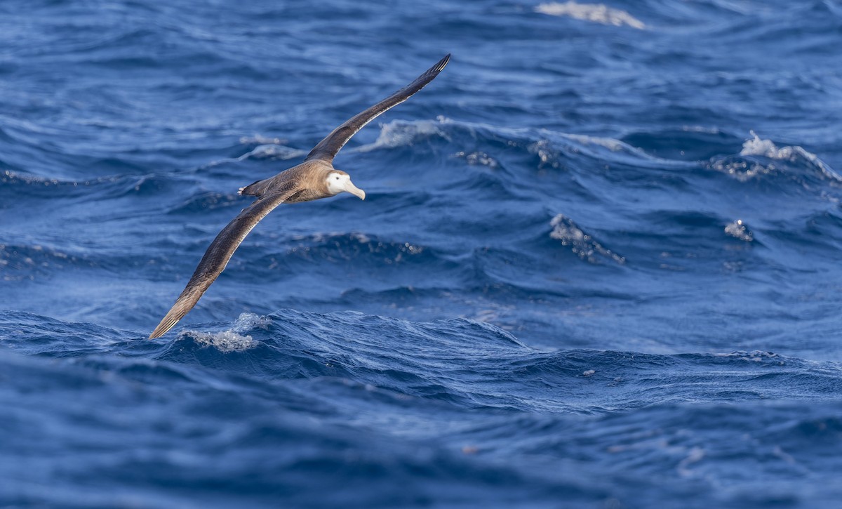 Albatros de las Antípodas (gibsoni) - ML620975827