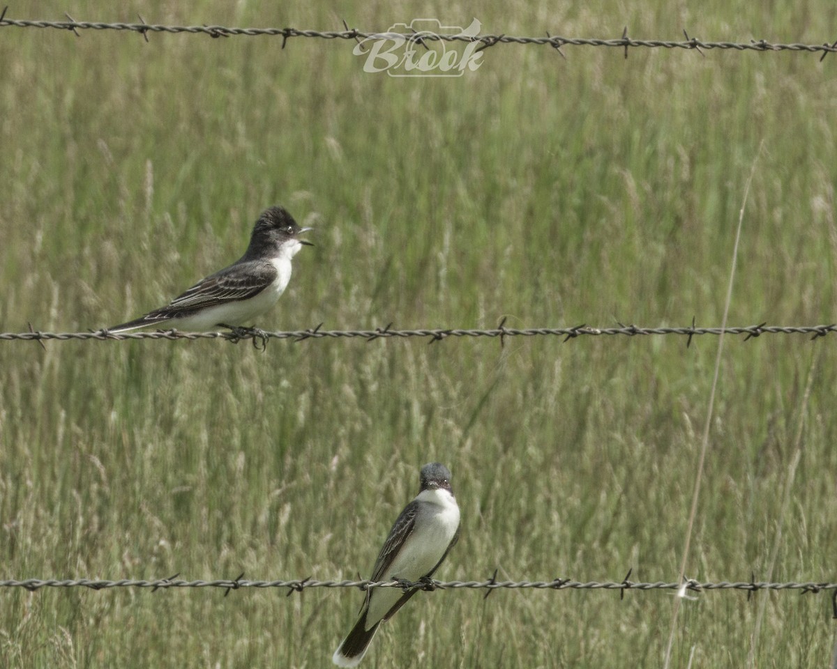 Eastern Kingbird - ML620975842