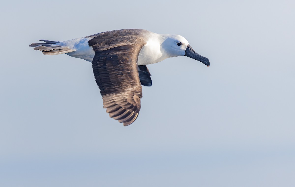 Indian Yellow-nosed Albatross - ML620975851