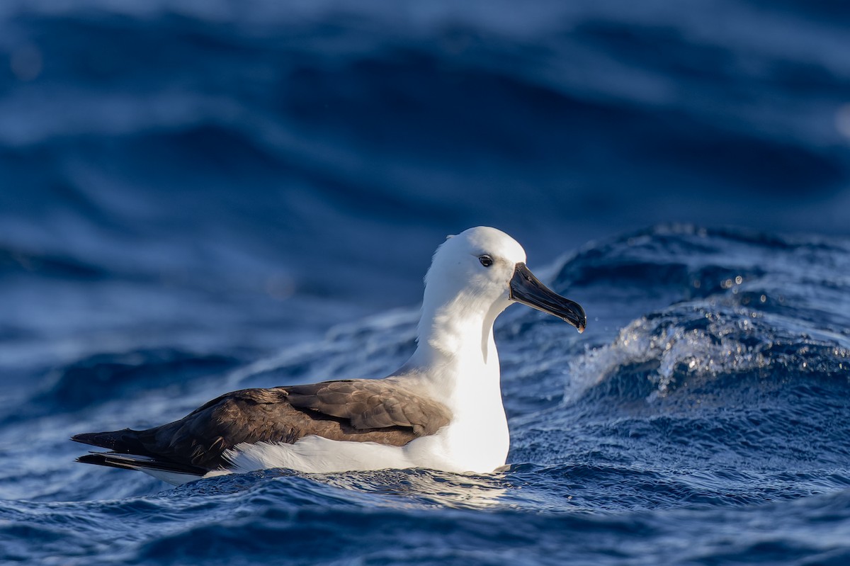 Indian Yellow-nosed Albatross - ML620975853