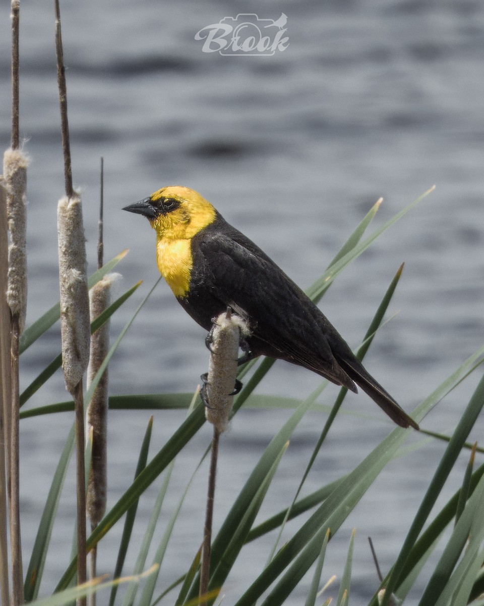 Yellow-headed Blackbird - ML620975854