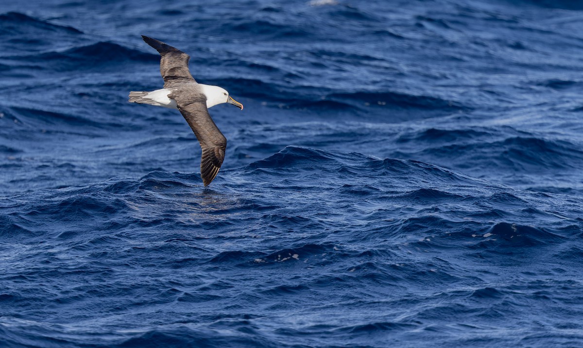 Indian Yellow-nosed Albatross - ML620975855