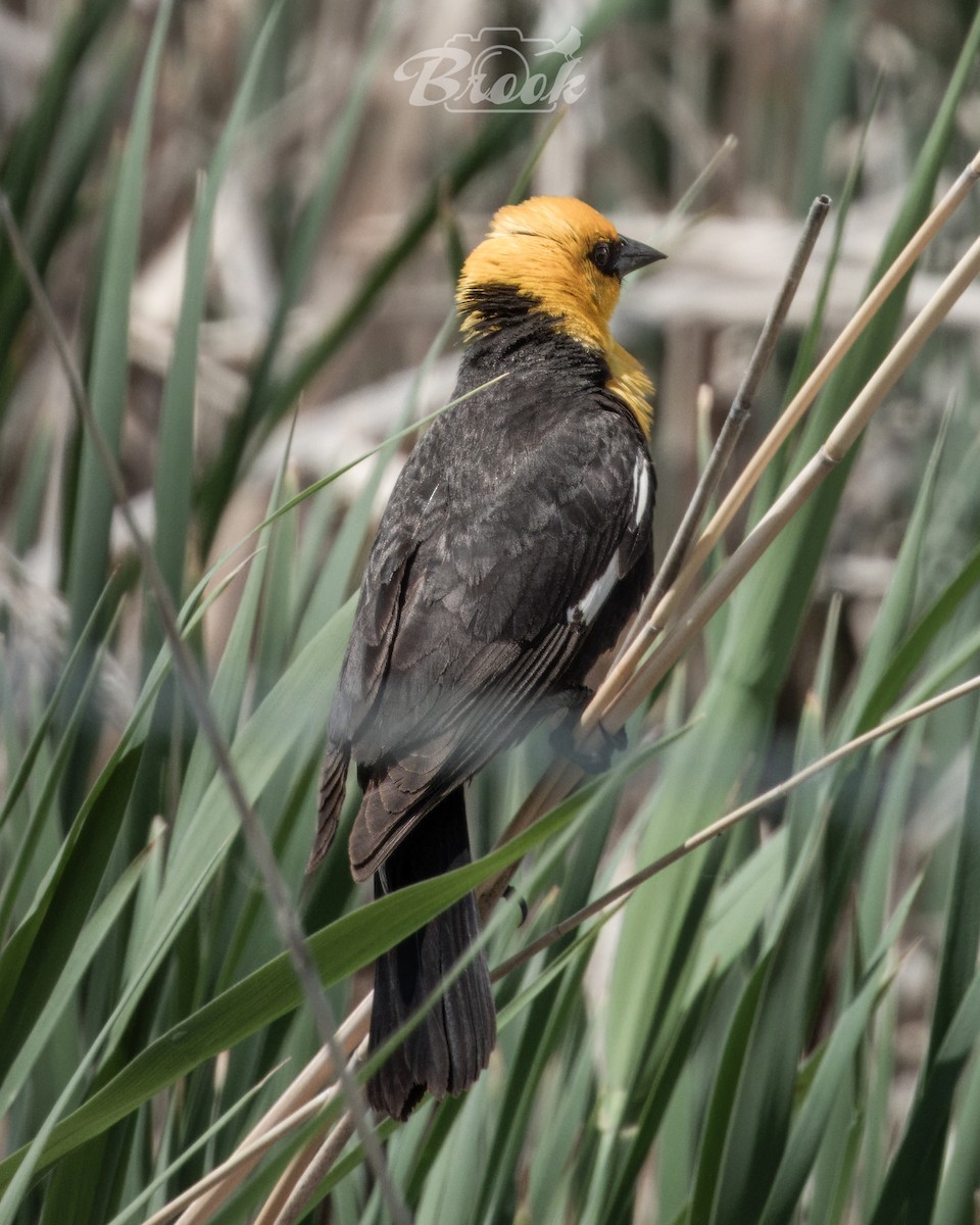 Yellow-headed Blackbird - ML620975856