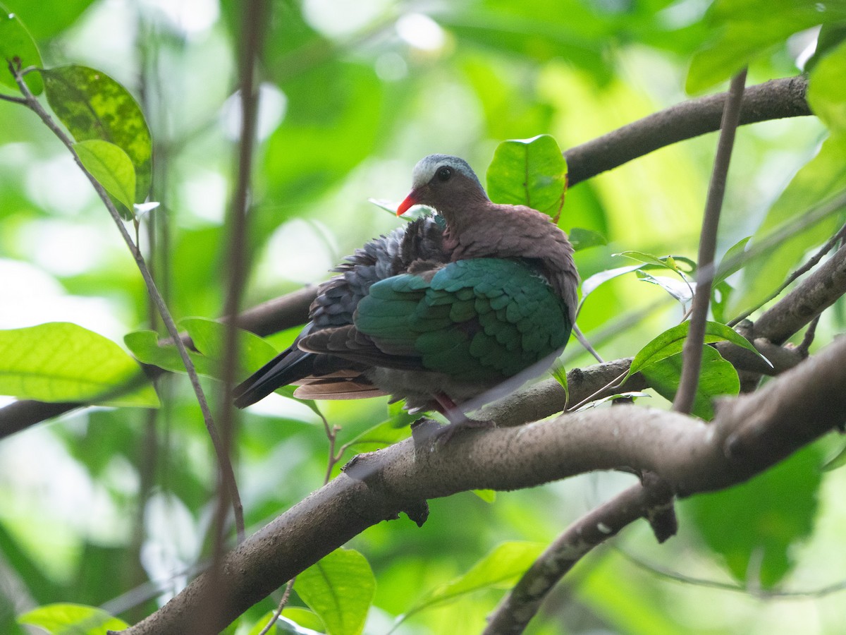 Asian Emerald Dove - ML620975866