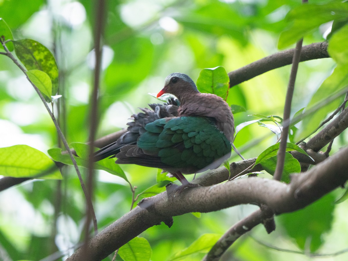 Asian Emerald Dove - ML620975867