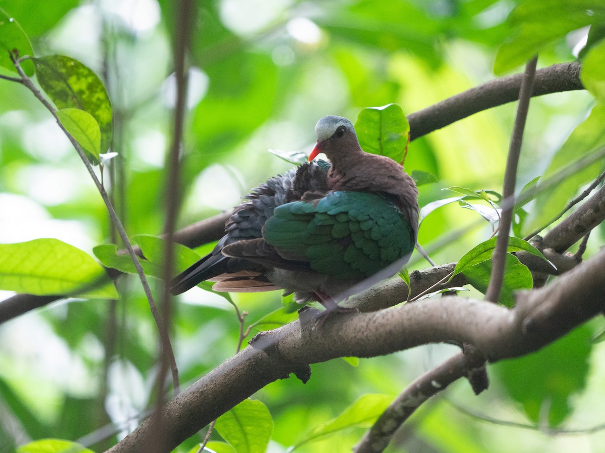 Asian Emerald Dove - ML620975868