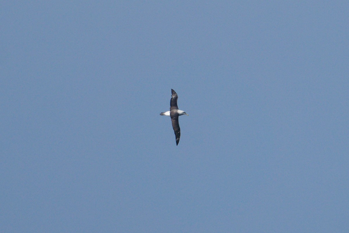 Белошапочный альбатрос (cauta) - ML620975874