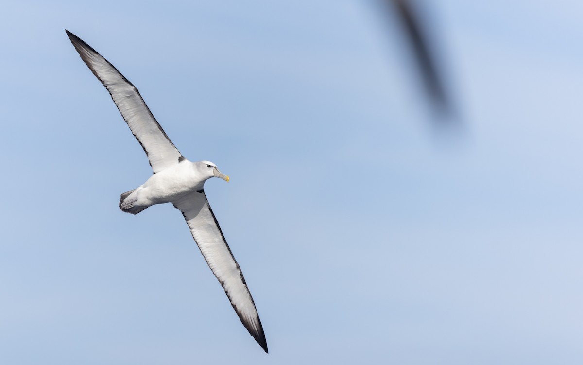 Albatros à cape blanche - ML620975886