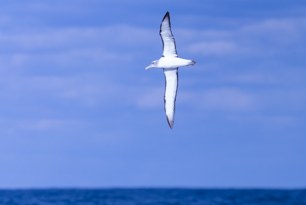 Albatros à cape blanche - ML620975887