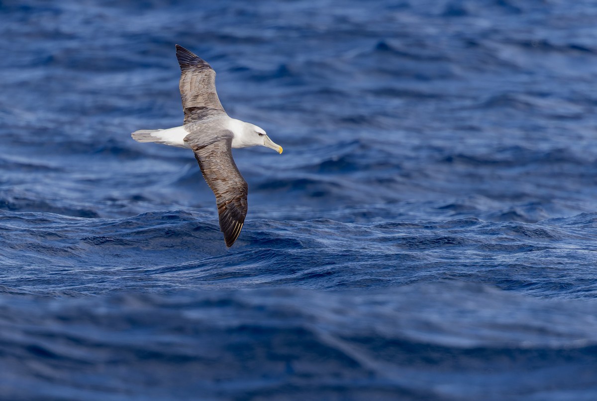 Albatros à cape blanche - ML620975889