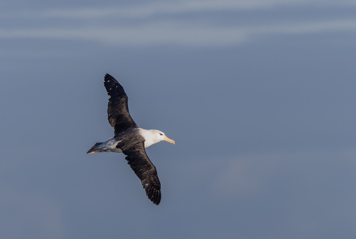 Albatros à sourcils noirs (melanophris) - ML620975895