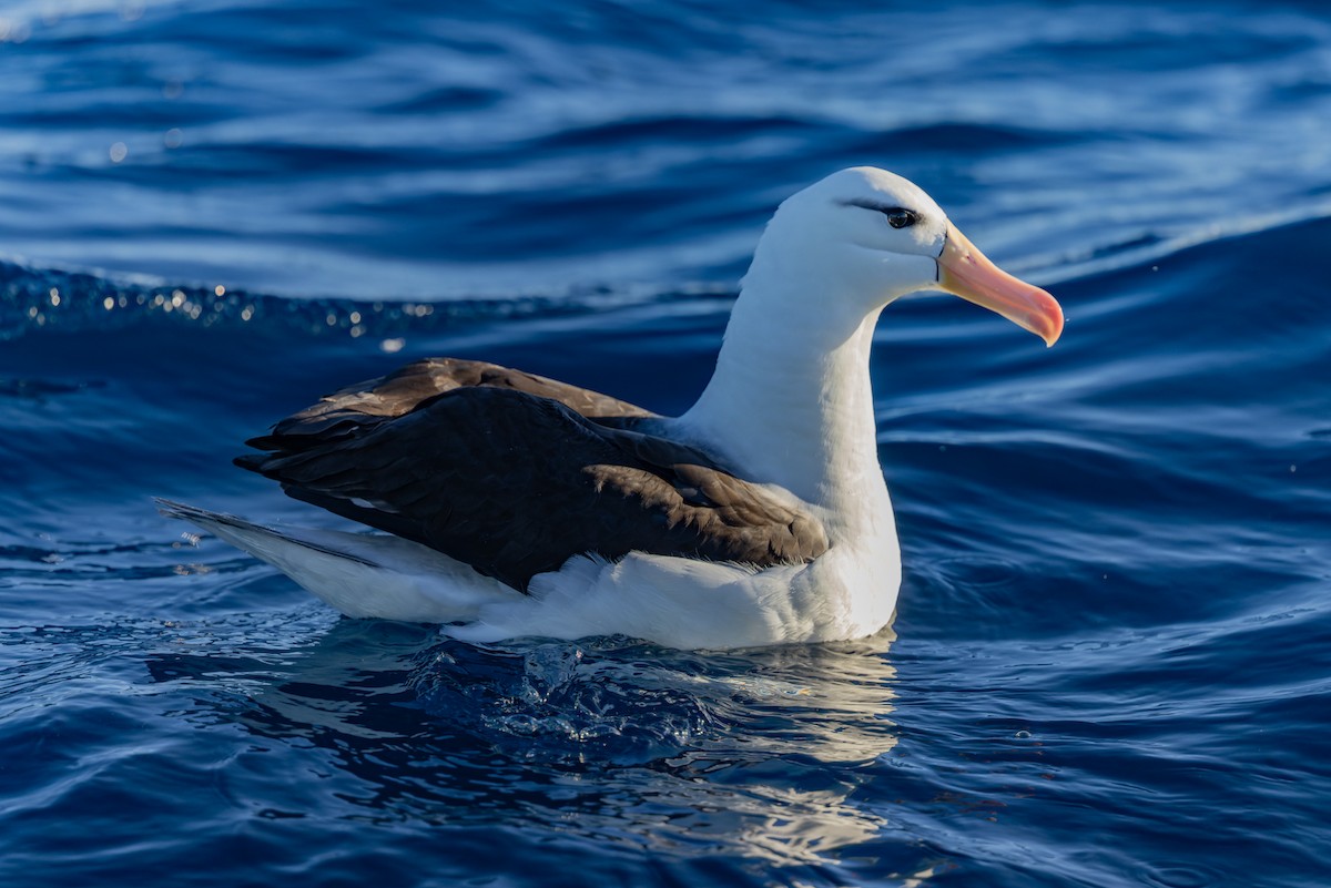 Чернобровый альбатрос (melanophris) - ML620975896