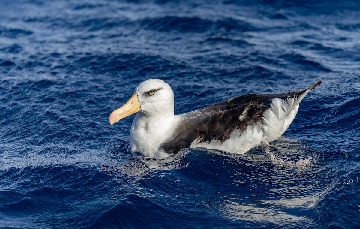 Albatros bekainduna (impavida) - ML620975904