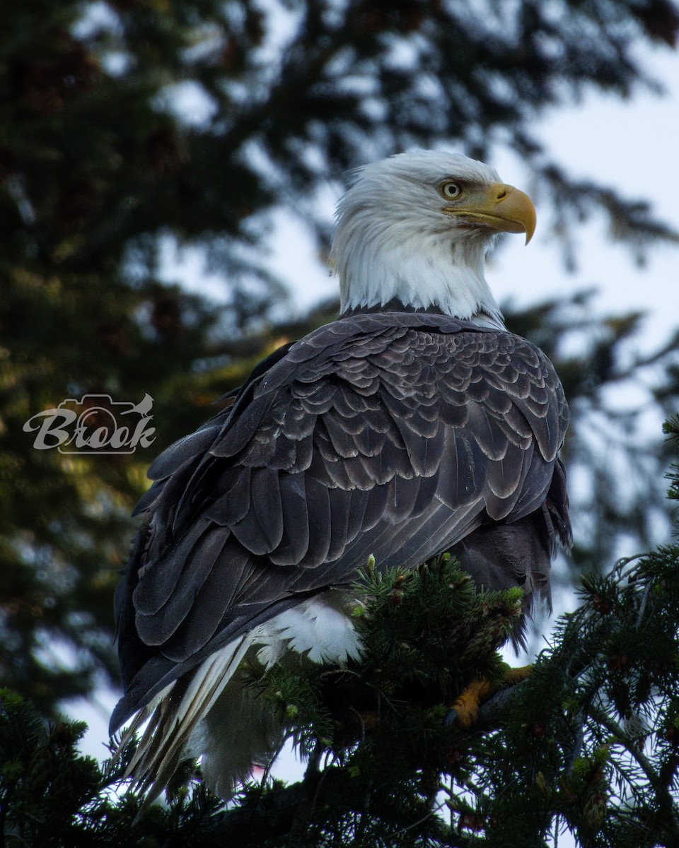 Bald Eagle - ML620975907