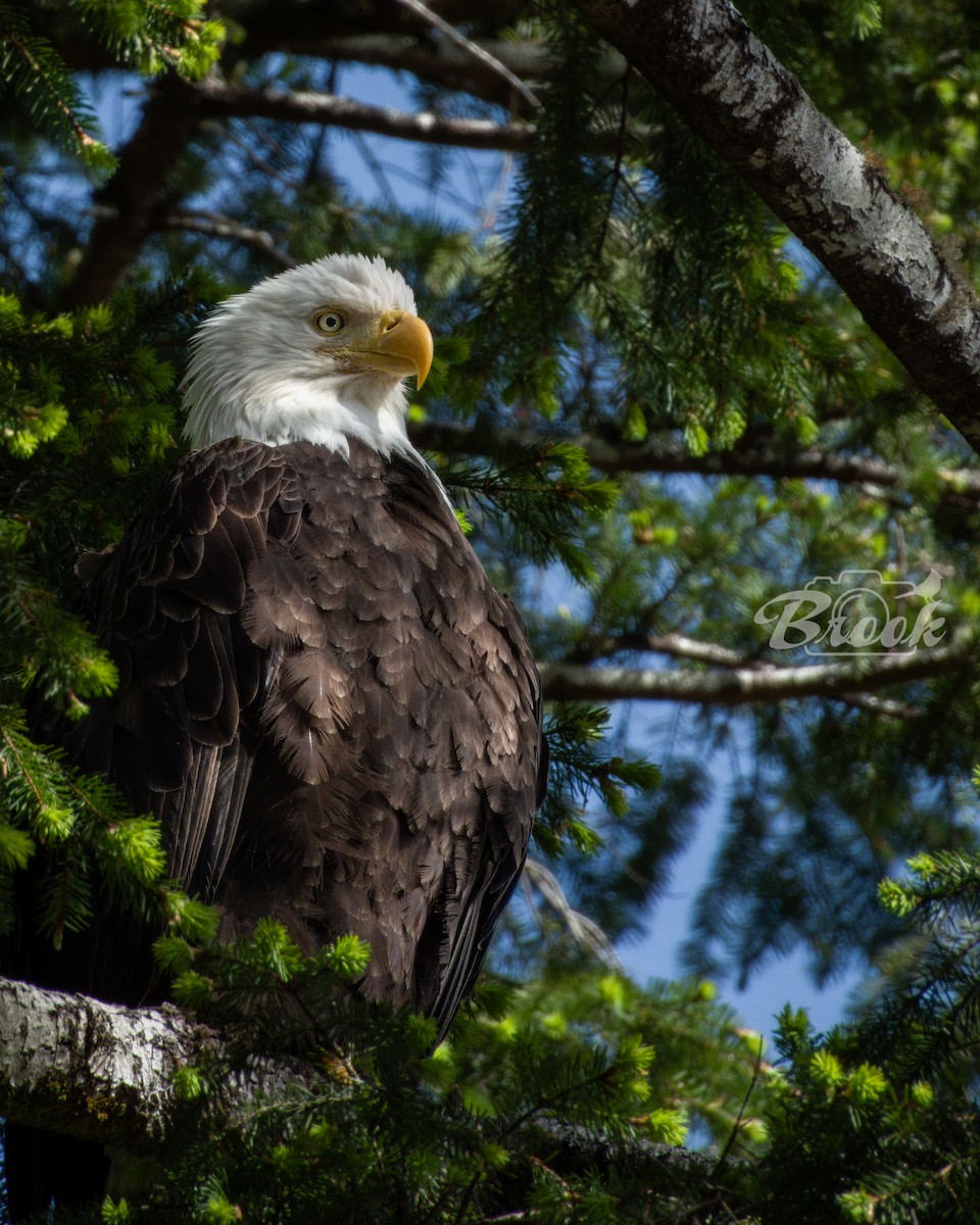 Bald Eagle - ML620975908