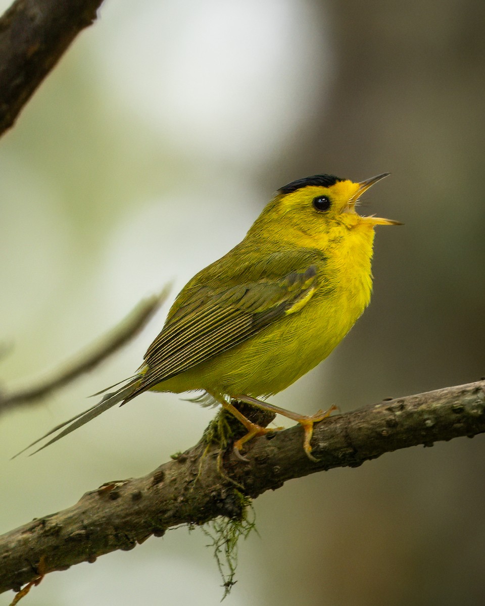 Wilson's Warbler - ML620975913