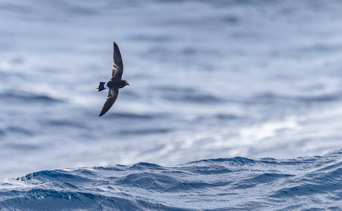 Wilson's Storm-Petrel - ML620975916