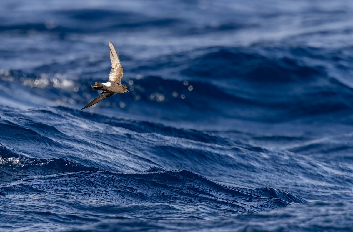 Wilson's Storm-Petrel - ML620975917