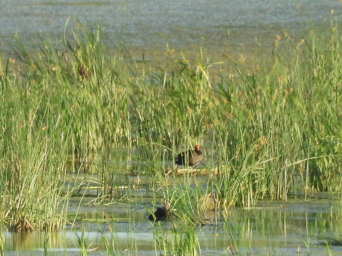 Gallinule d'Amérique - ML620975939