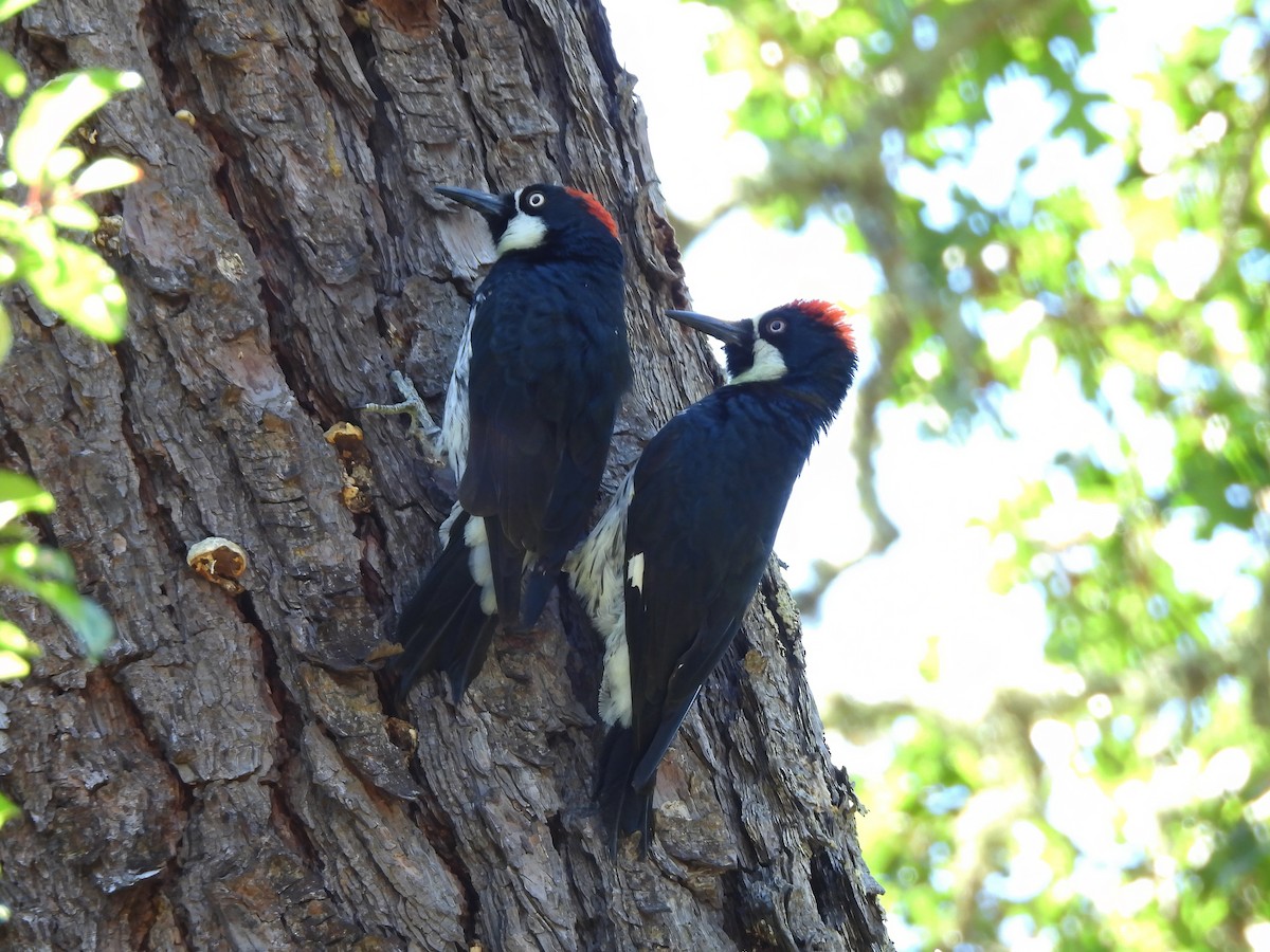 Acorn Woodpecker - ML620975941