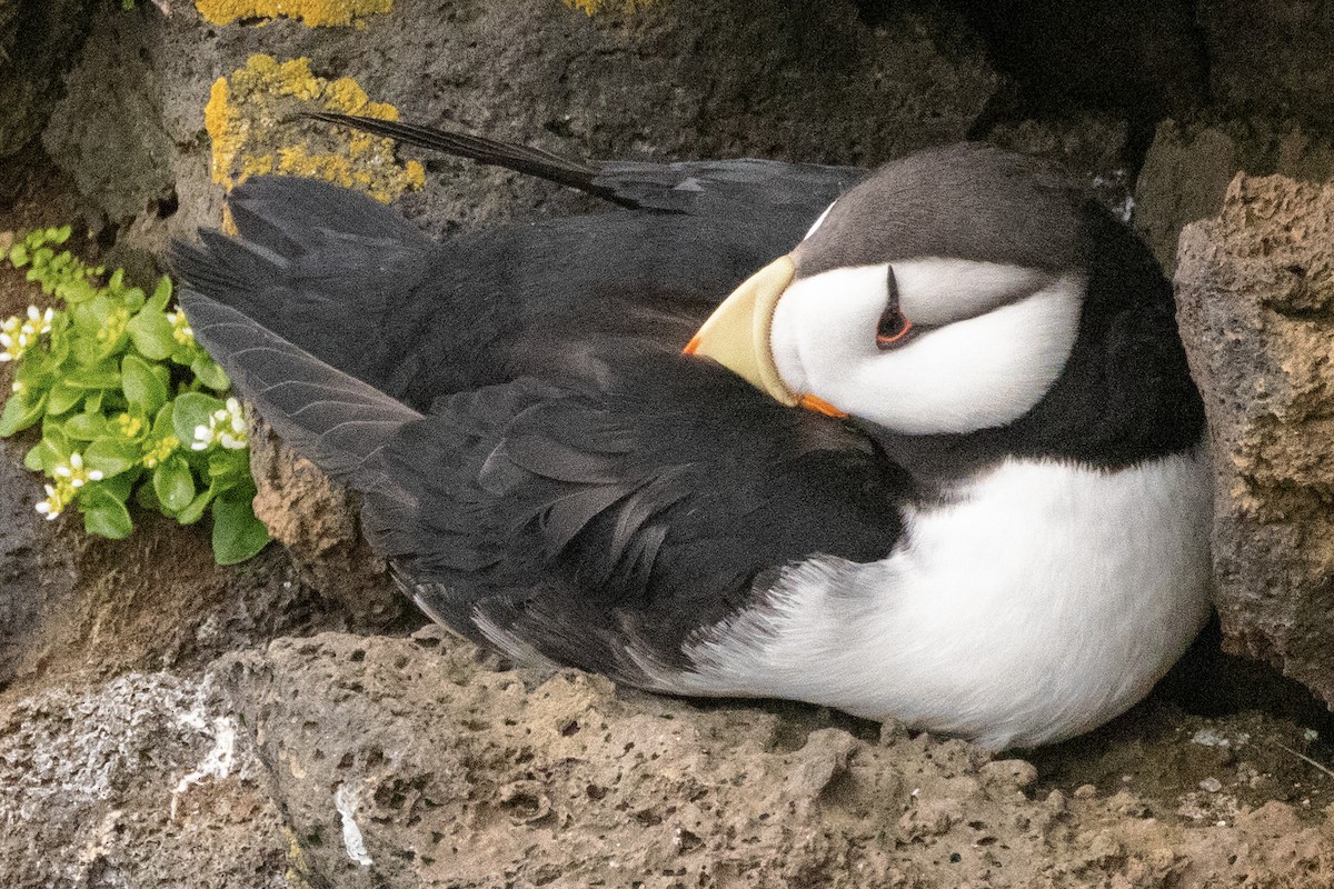 Horned Puffin - ML620975949