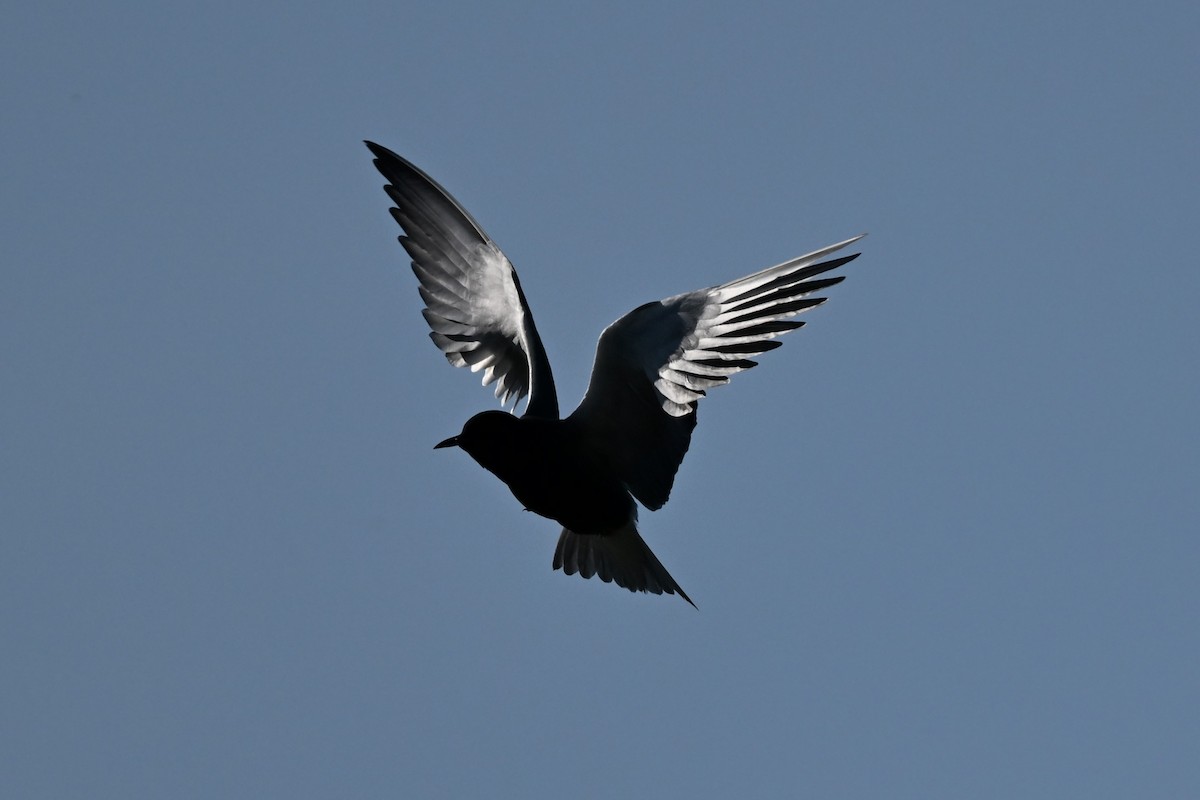 Black Tern - ML620975965
