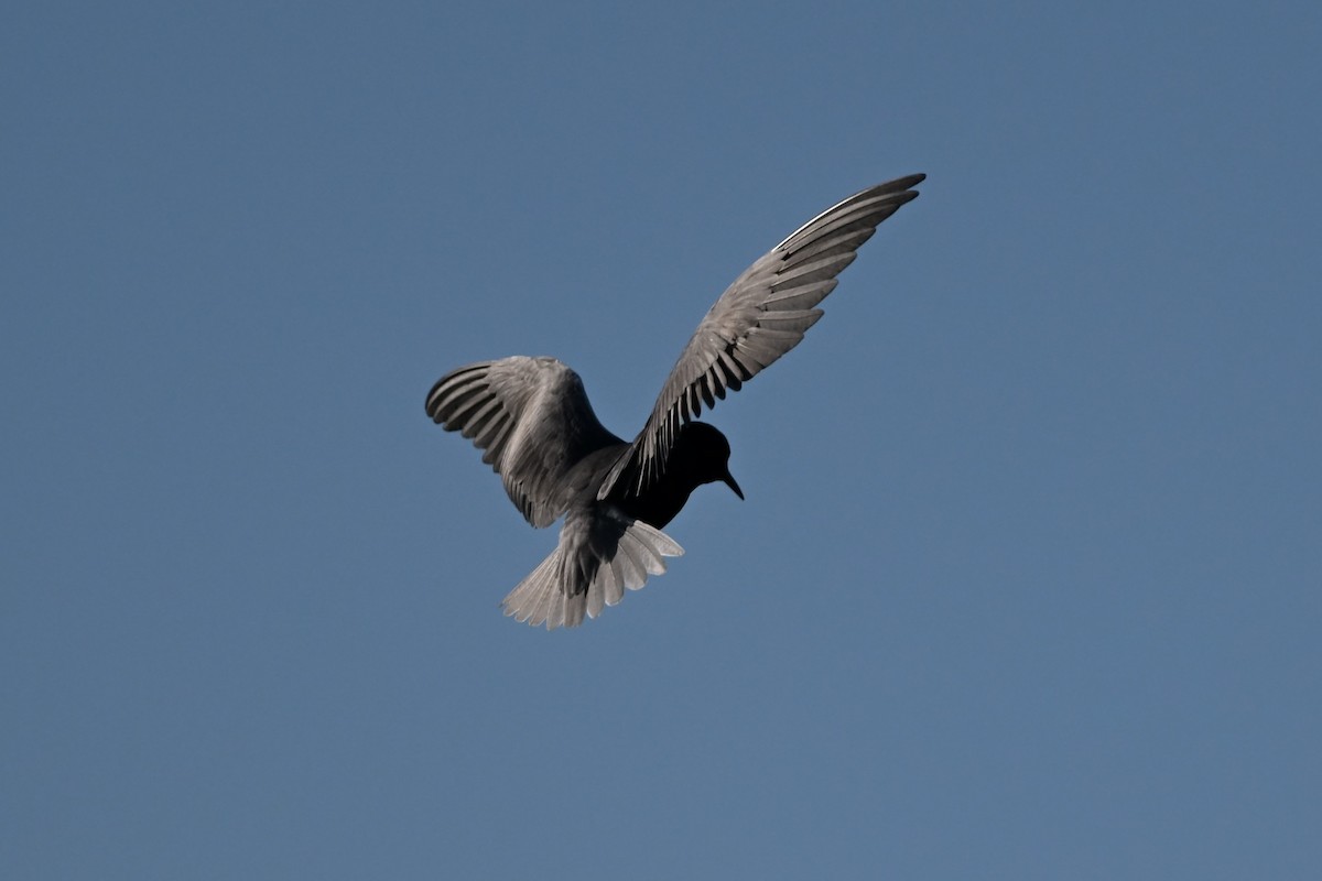 Black Tern - ML620975966