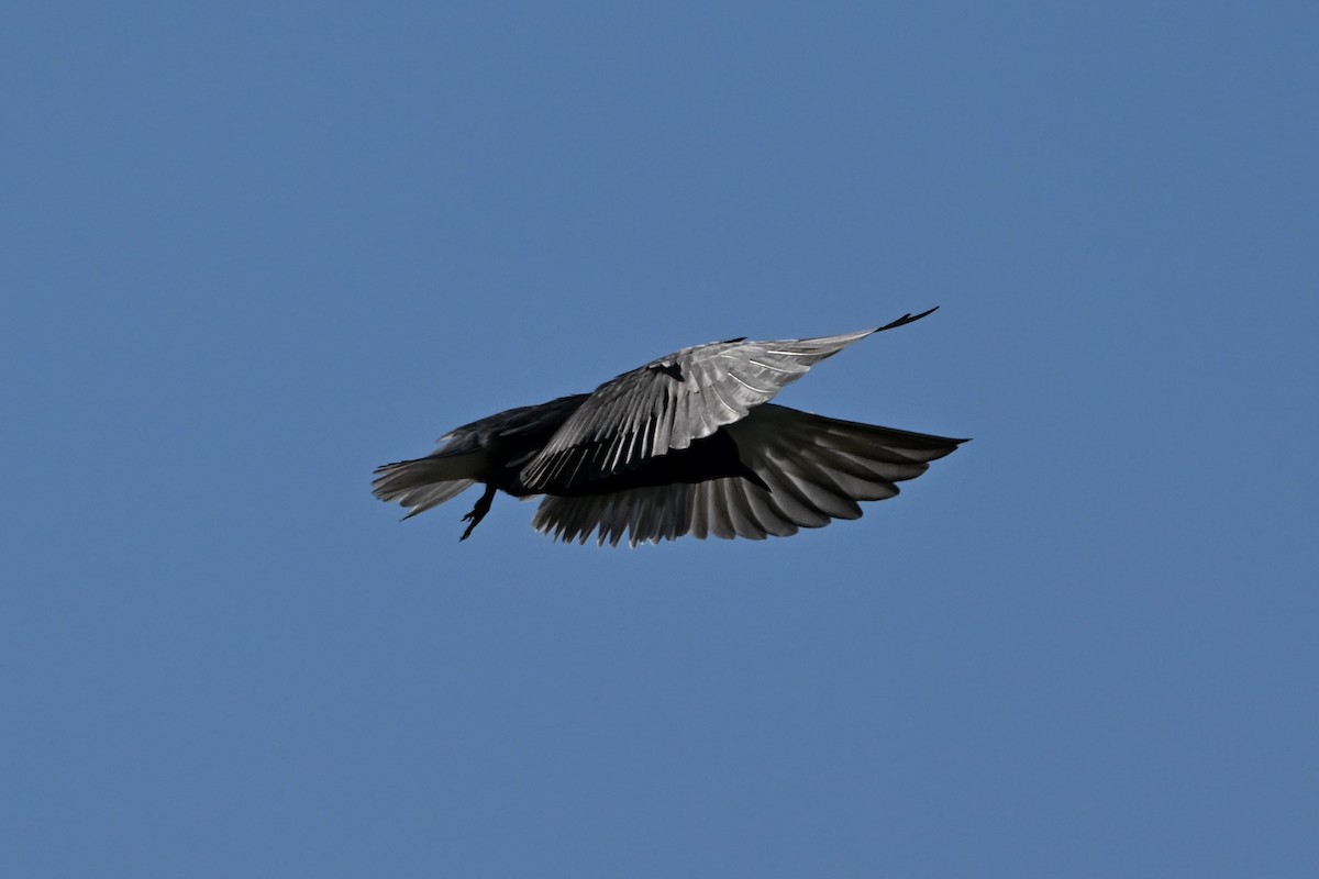 Black Tern - ML620975968
