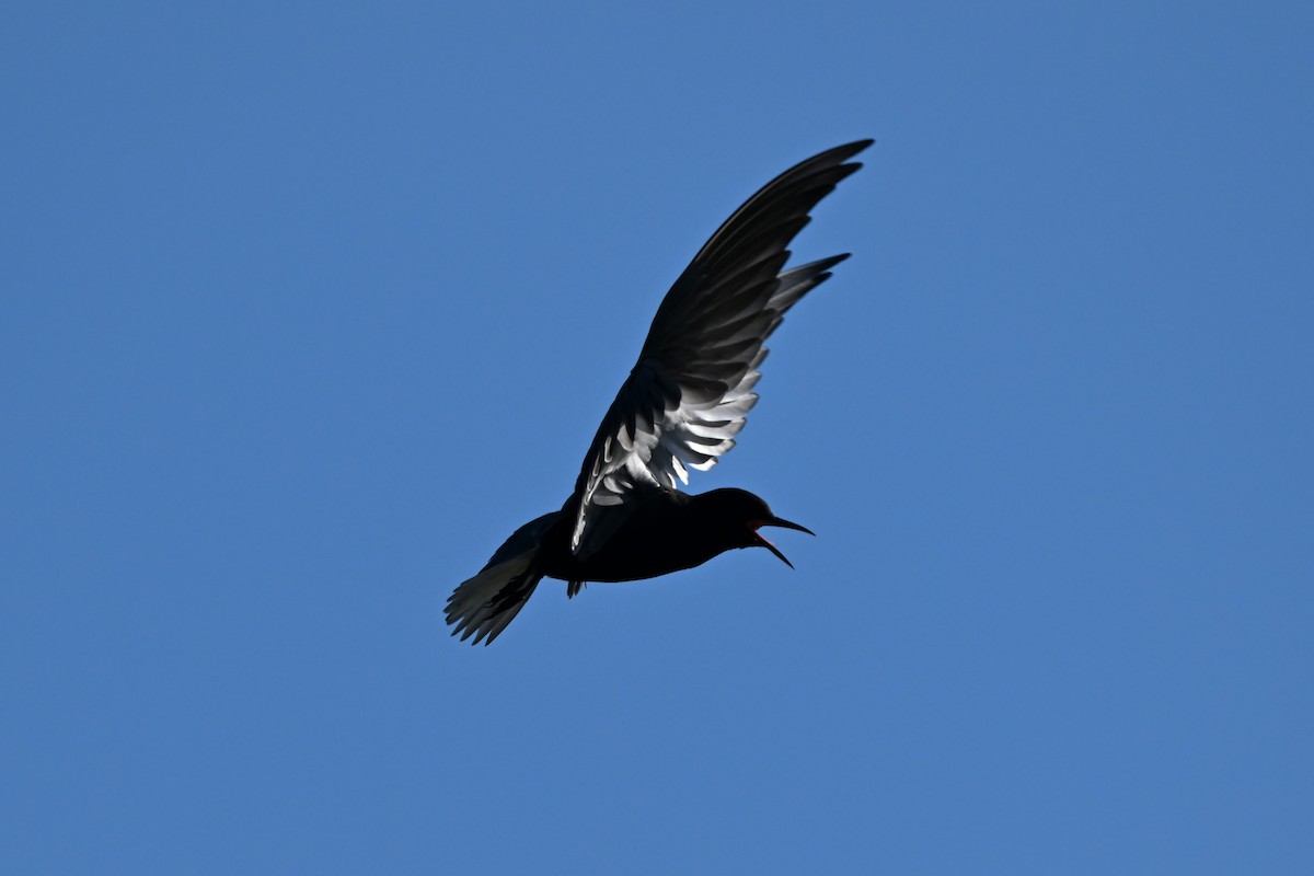 Black Tern - Martin Kennedy