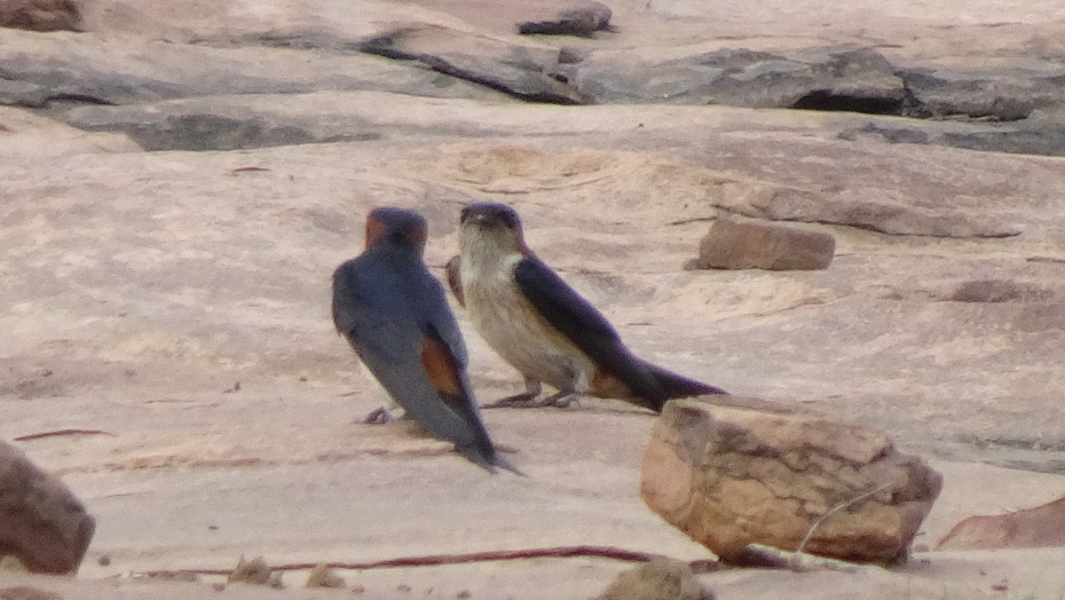 Wire-tailed Swallow - ML620975978