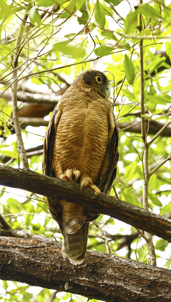 Rufous Owl - ML620975985