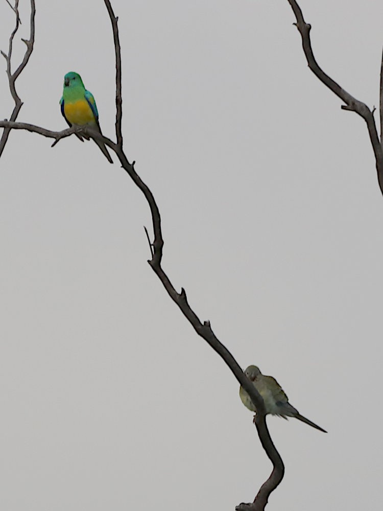 Red-rumped Parrot - ML620975990