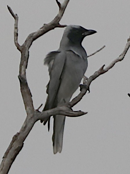 Black-faced Cuckooshrike - ML620975997