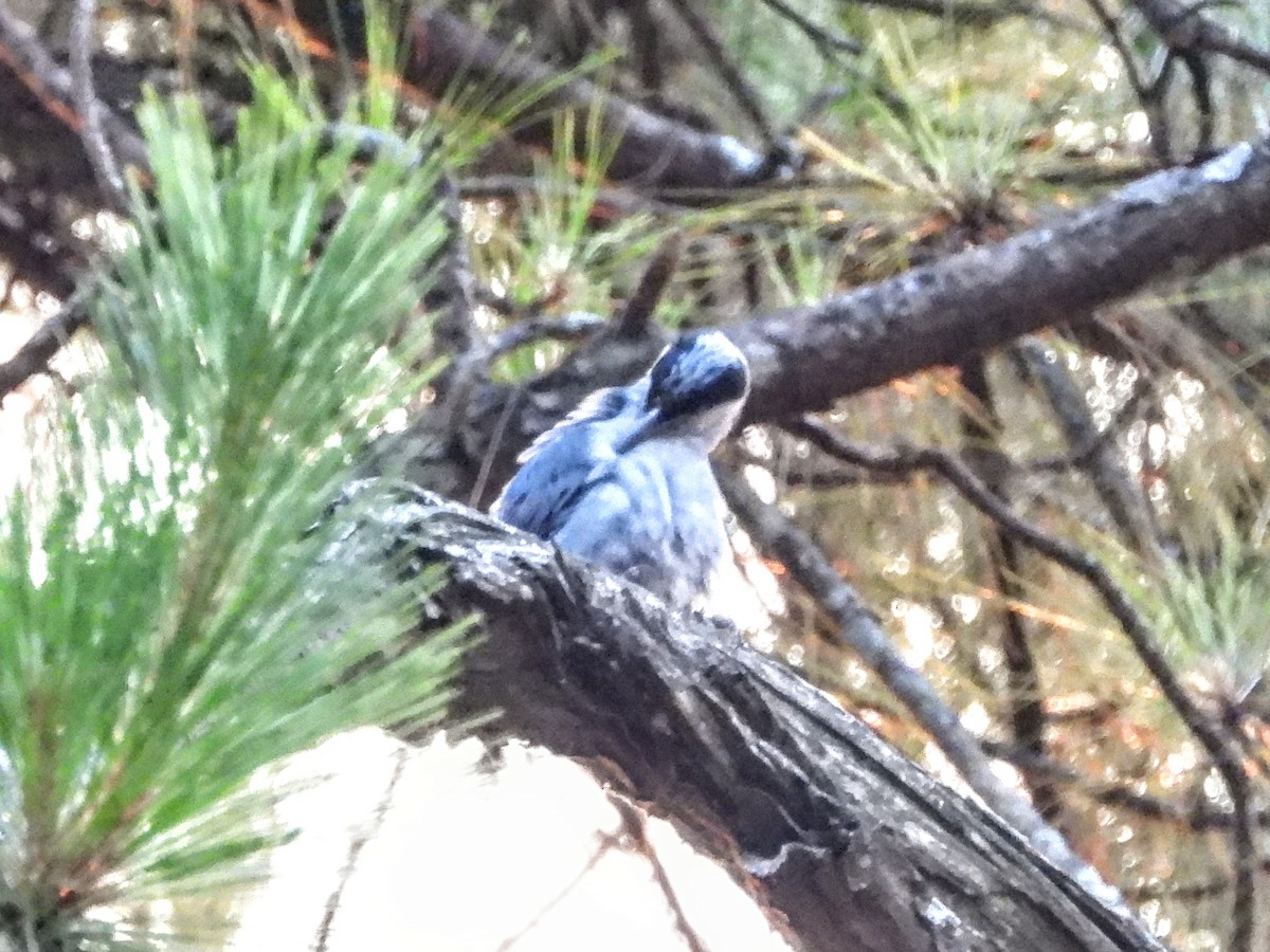 Giant Nuthatch - ML620975998