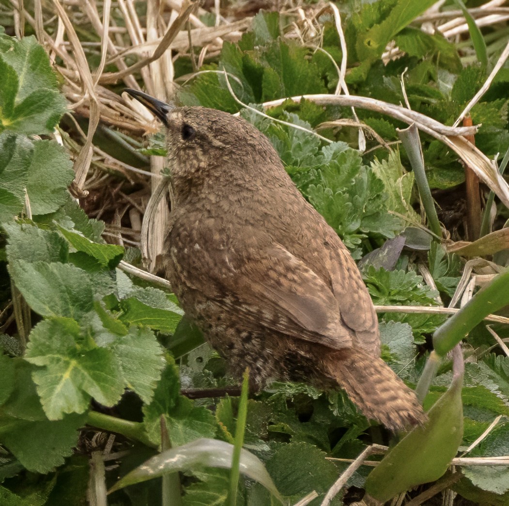Pacific Wren (alascensis Group) - ML620976006
