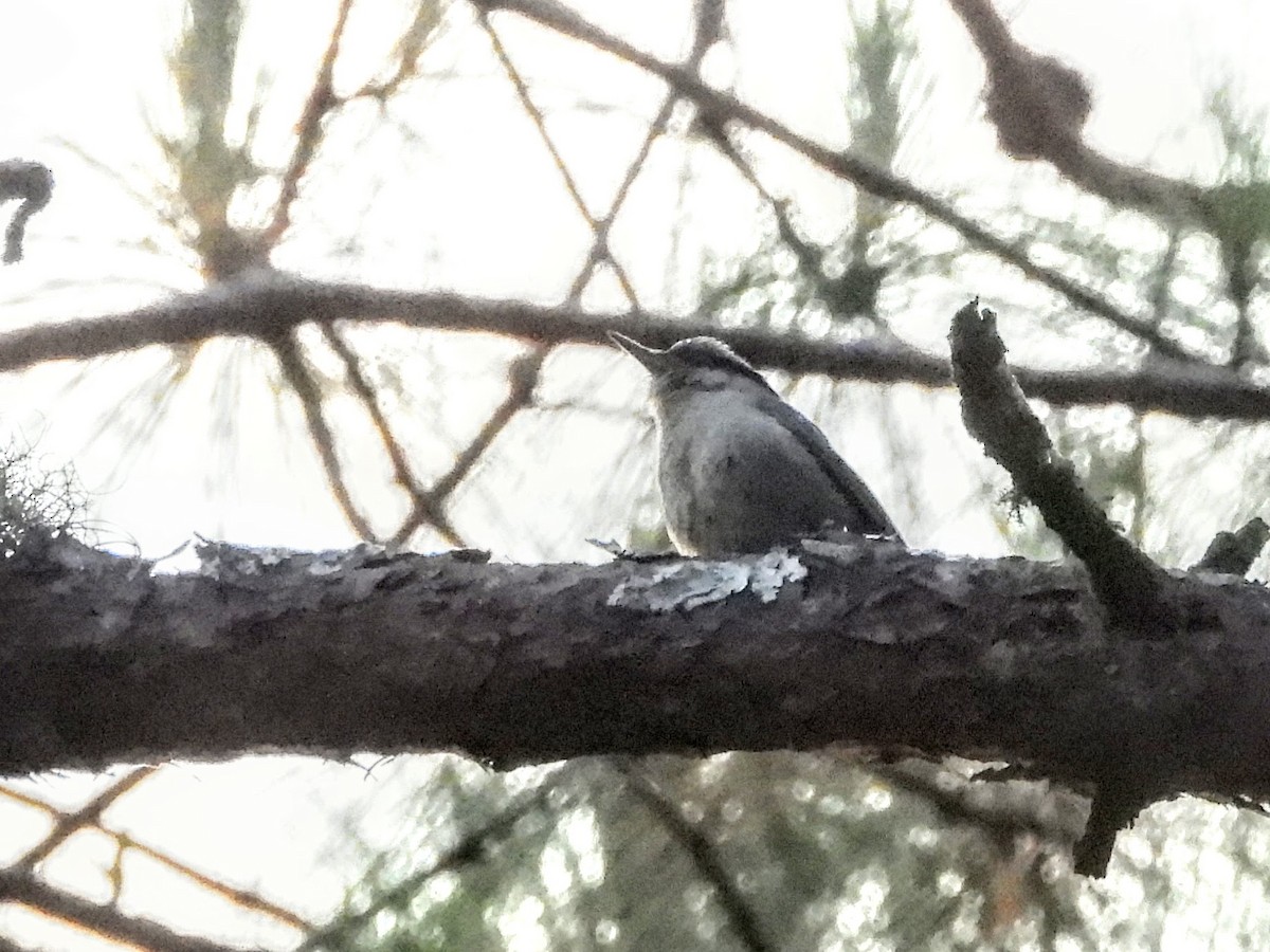 Chestnut-vented Nuthatch - ML620976016