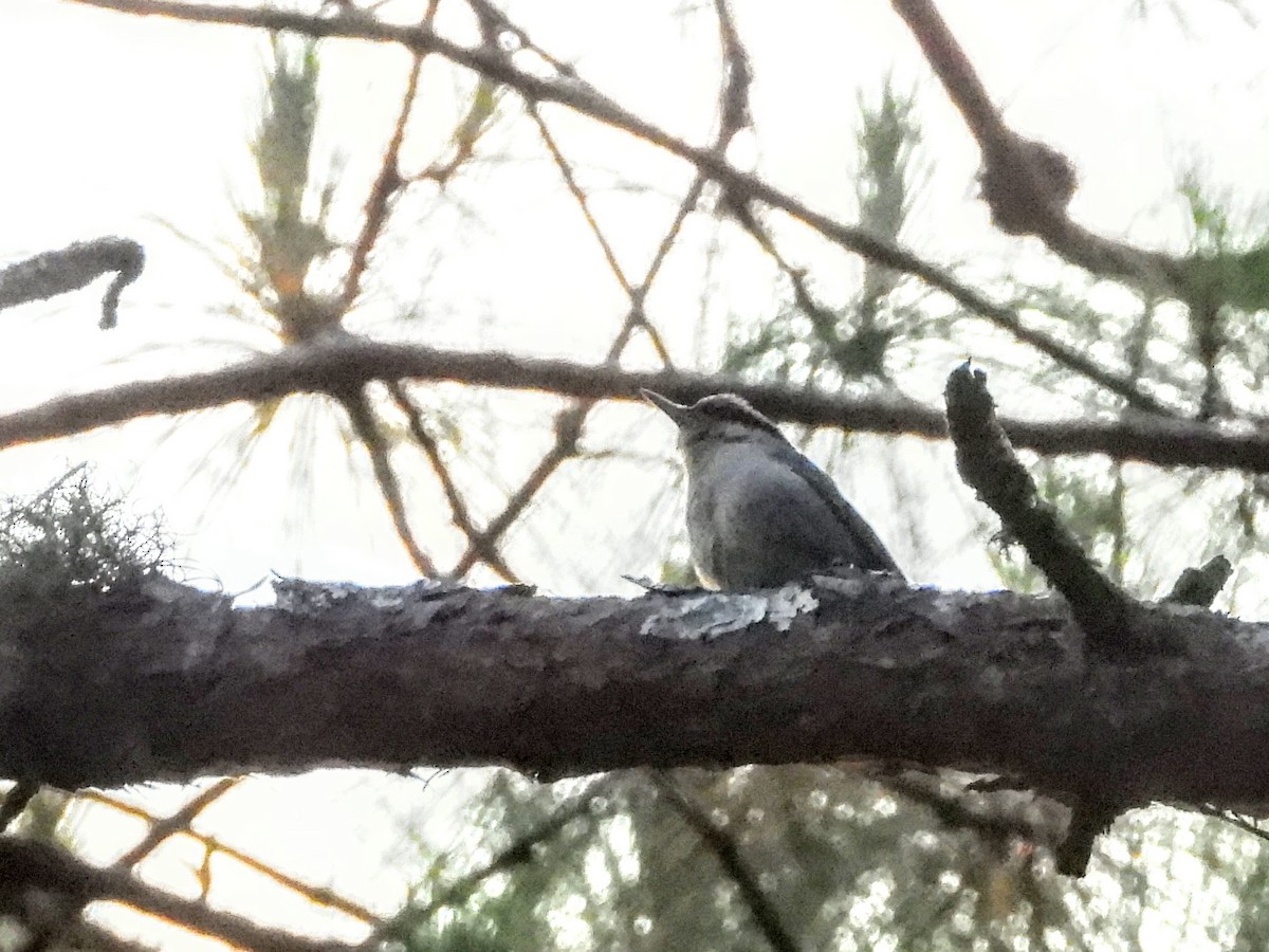 Chestnut-vented Nuthatch - ML620976017