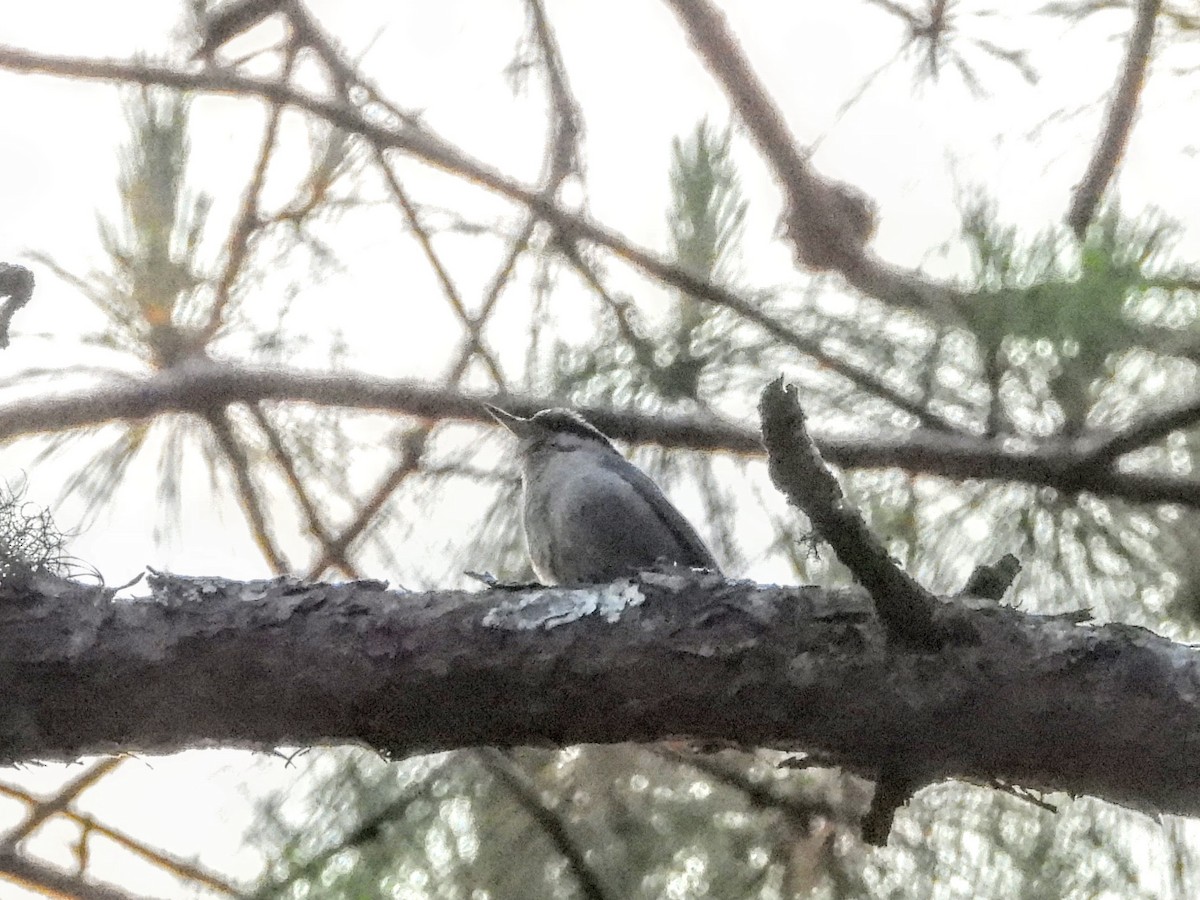 Chestnut-vented Nuthatch - ML620976019