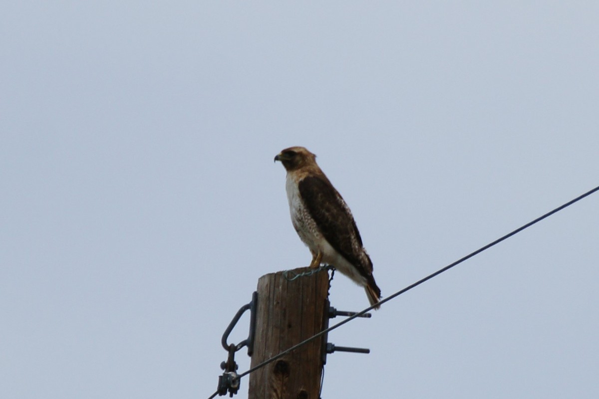 Swainson's Hawk - ML620976040