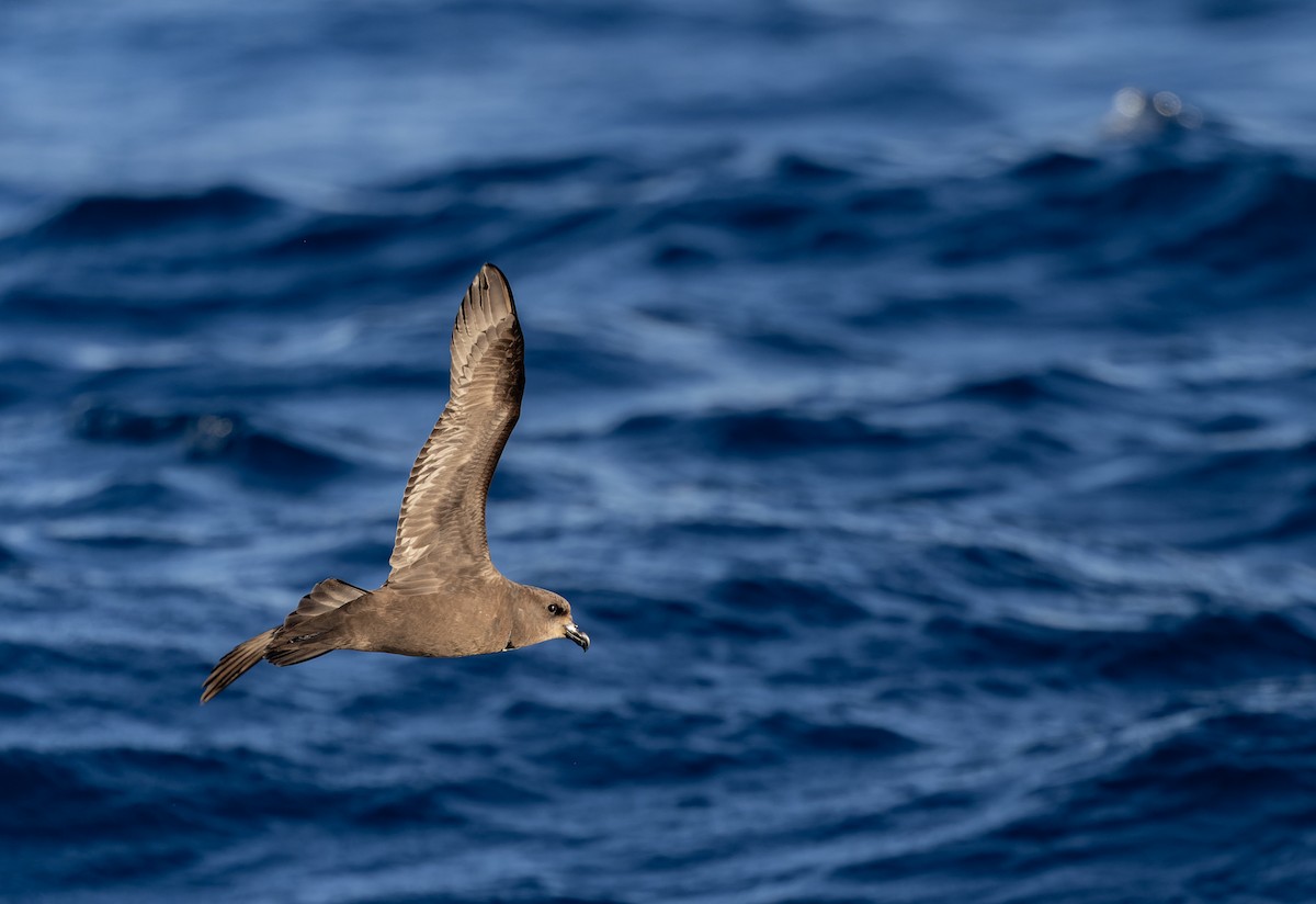 Great-winged Petrel - ML620976042