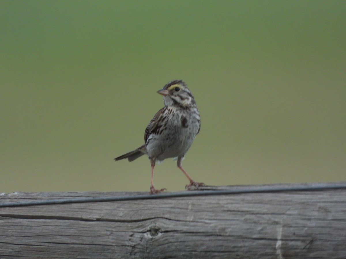 Savannah Sparrow - ML620976048