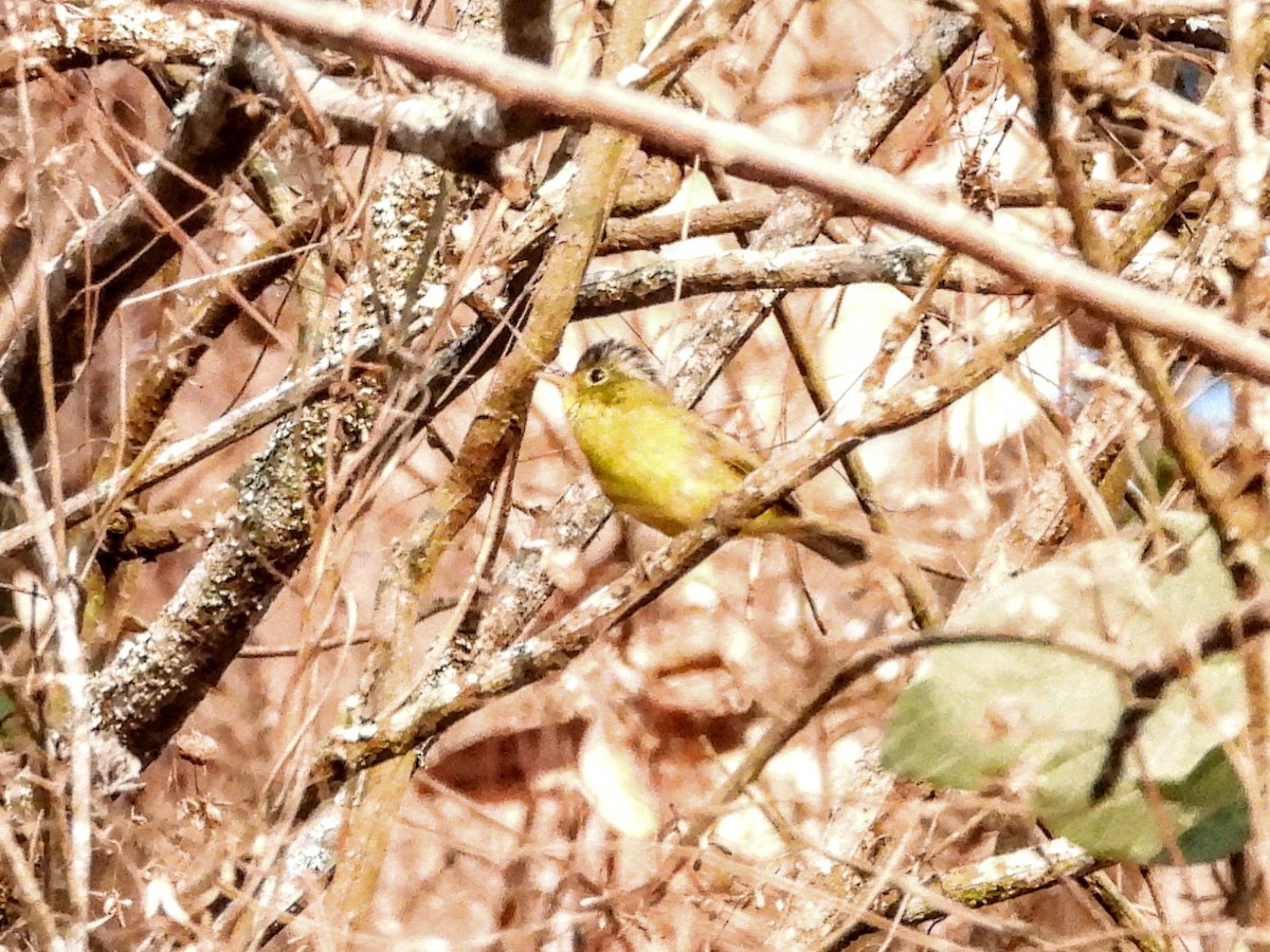 Gray-crowned Warbler - ML620976055